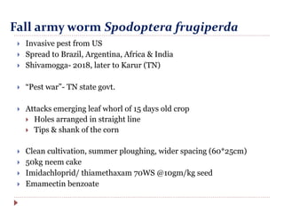 Fall army worm Spodoptera frugiperda
 Invasive pest from US
 Spread to Brazil, Argentina, Africa & India
 Shivamogga- 2018, later to Karur (TN)
 “Pest war”- TN state govt.
 Attacks emerging leaf whorl of 15 days old crop
 Holes arranged in straight line
 Tips & shank of the corn
 Clean cultivation, summer ploughing, wider spacing (60*25cm)
 50kg neem cake
 Imidachloprid/ thiamethaxam 70WS @10gm/kg seed
 Emamectin benzoate
 