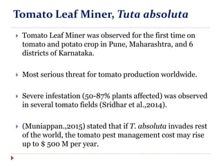 Tomato Leaf Miner, Tuta absoluta
 Tomato Leaf Miner was observed for the first time on
tomato and potato crop in Pune, Maharashtra, and 6
districts of Karnataka.
 Most serious threat for tomato production worldwide.
 Severe infestation (50-87% plants affected) was observed
in several tomato fields (Sridhar et al.,2014).
 (Muniappan.,2015) stated that if T. absoluta invades rest
of the world, the tomato pest management cost may rise
up to $ 500 M per year.
 