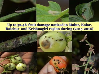 Up to 52.4% fruit damage noticed in Malur, Kolar,
Raichur and Krishnagiri region during (2015-2016)
 