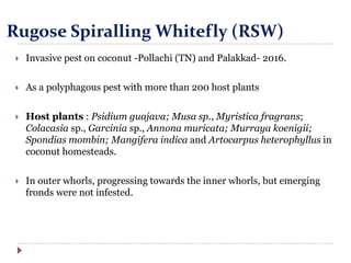 Rugose Spiralling Whitefly (RSW)
 Invasive pest on coconut -Pollachi (TN) and Palakkad- 2016.
 As a polyphagous pest with more than 200 host plants
 Host plants : Psidium guajava; Musa sp., Myristica fragrans;
Colacasia sp., Garcinia sp., Annona muricata; Murraya koenigii;
Spondias mombin; Mangifera indica and Artocarpus heterophyllus in
coconut homesteads.
 In outer whorls, progressing towards the inner whorls, but emerging
fronds were not infested.
 