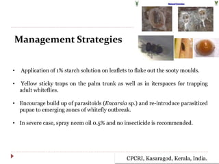 Management Strategies
• Application of 1% starch solution on leaflets to flake out the sooty moulds.
• Yellow sticky traps on the palm trunk as well as in iterspaces for trapping
adult whiteflies.
• Encourage build up of parasitoids (Encarsia sp.) and re-introduce parasitized
pupae to emerging zones of whitefly outbreak.
• In severe case, spray neem oil 0.5% and no insecticide is recommended.
CPCRI, Kasaragod, Kerala, India.
 
