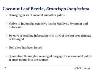 Coconut Leaf Beetle, Brontispa longissima
 Damaging pests of coconut and other palms.
 Native to Indonesia, extensive loss in Maldives, Myanmar and
Indonesia.
 80-90% of seedling infestation with 40% of the leaf area damage
in Kasargod
 ‘Red alert’ has been issued
 Quarantine thorough screening of baggage for ornamental palms
at entry points into the country
(CPCRI, 2015)
 
