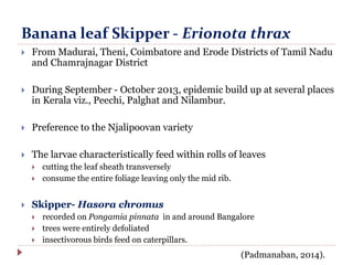 Banana leaf Skipper - Erionota thrax
 From Madurai, Theni, Coimbatore and Erode Districts of Tamil Nadu
and Chamrajnagar District
 During September - October 2013, epidemic build up at several places
in Kerala viz., Peechi, Palghat and Nilambur.
 Preference to the Njalipoovan variety
 The larvae characteristically feed within rolls of leaves
 cutting the leaf sheath transversely
 consume the entire foliage leaving only the mid rib.
 Skipper- Hasora chromus
 recorded on Pongamia pinnata in and around Bangalore
 trees were entirely defoliated
 insectivorous birds feed on caterpillars.
(Padmanaban, 2014).
 