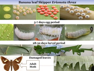5-7 days egg period
28-32 days larval period
Damaged leaves
Banana leaf Skipper Erionota thrax
Adult
Moth
 
