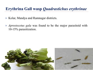 Erythrina Gall wasp Quadrastichus erythrinae
 Kolar, Mandya and Ramnagar districts.
 Aprostocetus gala was found to be the major parasitoid with
10-15% parasitization.
 