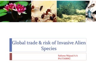 Global trade & risk of Invasive Alien
Species
Safeena Majeed AA
PA1TAH082
 