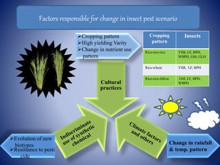 IPM in rice | PPTX