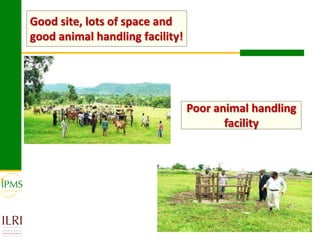 Technological options and approaches to improve supply of desirable animal genetic material: IPMS Experience