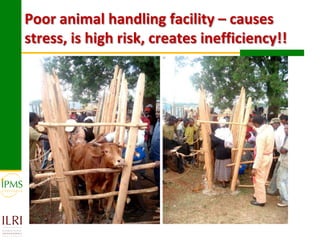 Technological options and approaches to improve supply of desirable animal genetic material: IPMS Experience