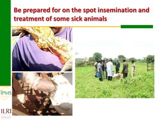 Technological options and approaches to improve supply of desirable animal genetic material: IPMS Experience