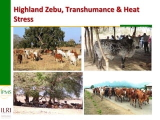 Technological options and approaches to improve supply of desirable animal genetic material: IPMS Experience