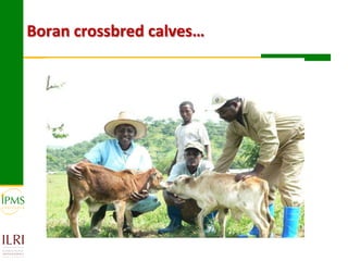 Technological options and approaches to improve supply of desirable animal genetic material: IPMS Experience