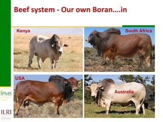 Technological options and approaches to improve supply of desirable animal genetic material: IPMS Experience