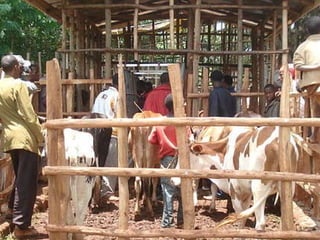 Alternatives to improve field AI delivery system to enhance beef and dairy system in South region: Experiences, lessons and plans