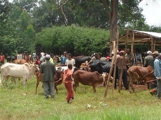Alternatives to improve field AI delivery system to enhance beef and dairy system in South region: Experiences, lessons and plans