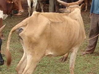 Alternatives to improve field AI delivery system to enhance beef and dairy system in South region: Experiences, lessons and plans