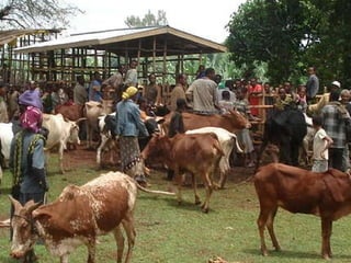 Alternatives to improve field AI delivery system to enhance beef and dairy system in South region: Experiences, lessons and plans