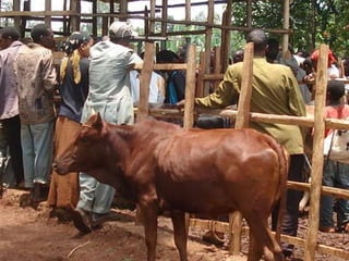 Alternatives to improve field AI delivery system to enhance beef and dairy system in South region: Experiences, lessons and plans