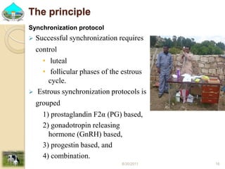 Past experiences and next year plan of dairy synchronization in Tigray 