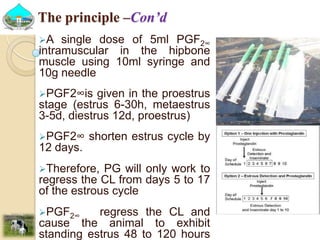 Past experiences and next year plan of dairy synchronization in Tigray 