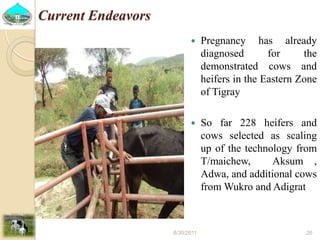 Past experiences and next year plan of dairy synchronization in Tigray 