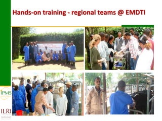 Experiences in community-based genetic improvement using oestrus synchronization