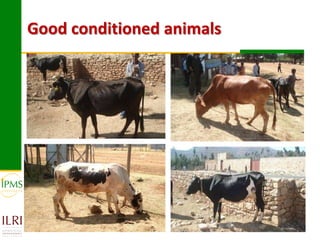 Experiences in community-based genetic improvement using oestrus synchronization