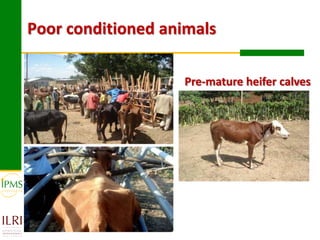 Experiences in community-based genetic improvement using oestrus synchronization