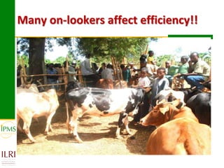 Experiences in community-based genetic improvement using oestrus synchronization