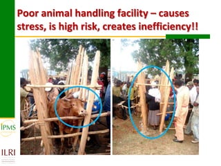 Experiences in community-based genetic improvement using oestrus synchronization