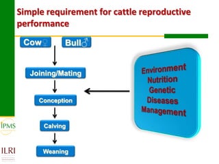 Experiences in community-based genetic improvement using oestrus synchronization