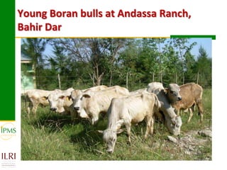 Experiences in community-based genetic improvement using oestrus synchronization