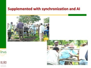 Experiences in community-based genetic improvement using oestrus synchronization