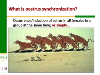 Experiences in community-based genetic improvement using oestrus synchronization