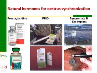 Experiences in community-based genetic improvement using oestrus synchronization