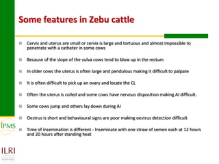 Technical, organizational and institutional arrangements for effective delivery of oestrus synchronization program