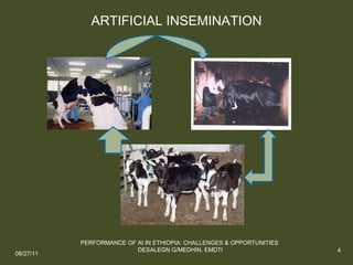 Performance of artificial insemination: Challenges and opportunities