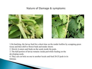 1.On hatching, the larvae feed for a short time on the tender leaflets by scrapping green
tissue and then shift to flower buds and tender shoots
2. Slowly it enters and feeds on the seeds inside the pods.
3. The half portion of larvae remains inside pod while feeding on the
developing seeds.
4. They can cut hole on one to another locule and feed 20-25 pods in its
lifetime.
 