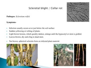Pathogen- Sclerotium rolfsii
Symptoms-
 Infection usually occurs at or just below the soil surface
 Sudden yellowing or wilting of plants.
 Light brown lesions, which quickly darken, enlarge until the hypocotyl or stem is girdled.
 Leaves-brown, dry and cling to dead stem.
 Tan brown, spherical sclerotia form on infected plant material.
 