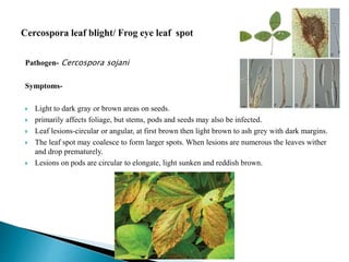Pathogen- Cercospora sojani
Symptoms-
 Light to dark gray or brown areas on seeds.
 primarily affects foliage, but stems, pods and seeds may also be infected.
 Leaf lesions-circular or angular, at first brown then light brown to ash grey with dark margins.
 The leaf spot may coalesce to form larger spots. When lesions are numerous the leaves wither
and drop prematurely.
 Lesions on pods are circular to elongate, light sunken and reddish brown.
 