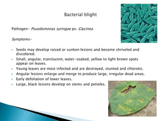 Pathogen- Psuedomonas syringae pv. Glycinea
Symptoms-
 Seeds may develop raised or sunken lesions and become shriveled and
discolored.
 Small, angular, translucent, water-soaked, yellow to light brown spots
appear on leaves.
 Young leaves are most infected and are destroyed, stunted and chlorotic.
 Angular lesions enlarge and merge to produce large, irregular dead areas.
 Early defoliation of lower leaves.
 Large, black lesions develop on stems and petioles.
 