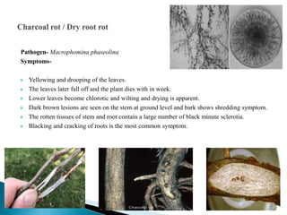 Pathogen- Macrophomina phaseolina
Symptoms-
 Yellowing and drooping of the leaves.
 The leaves later fall off and the plant dies with in week.
 Lower leaves become chlorotic and wilting and drying is apparent.
 Dark brown lesions are seen on the stem at ground level and bark shows shredding symptom.
 The rotten tissues of stem and root contain a large number of black minute sclerotia.
 Blacking and cracking of roots is the most common symptom.
 
