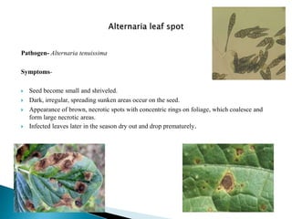 Pathogen- Alternaria tenuissima
Symptoms-
 Seed become small and shriveled.
 Dark, irregular, spreading sunken areas occur on the seed.
 Appearance of brown, necrotic spots with concentric rings on foliage, which coalesce and
form large necrotic areas.
 Infected leaves later in the season dry out and drop prematurely.
 
