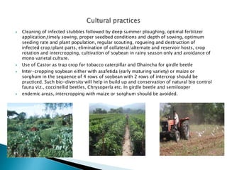  Cleaning of infected stubbles followed by deep summer ploughing, optimal fertilizer
application,timely sowing, proper seedbed conditions and depth of sowing, optimum
seeding rate and plant population, regular scouting, rogueing and destruction of
infected crop/plant parts, elimination of collateral/alternate and reservoir hosts, crop
rotation and intercropping, cultivation of soybean in rainy season only and avoidance of
mono varietal culture.
 Use of Castor as trap crop for tobacco caterpillar and Dhaincha for girdle beetle
 Inter-cropping soybean either with asafetida (early maturing variety) or maize or
sorghum in the sequence of 4 rows of soybean with 2 rows of intercrop should be
practiced. Such bio-diversity will help in build up and conservation of natural bio control
fauna viz., coccinellid beetles, Chrysoperla etc. In girdle beetle and semilooper
 endemic areas, intercropping with maize or sorghum should be avoided.
 