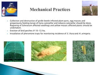  Collection and destruction of girdle beetle infested plant parts, egg masses and
gregariously feeding larvae of hairy caterpillar and tobacco caterpillar should be done.
Rogueing of Sclerotium affected seedlings and yellow mosaic affected plants should be
undertaken.
 Erection of bird perches @ 10-12/ha.
 Installation of pheromone traps for monitoring incidence of S. litura and H. armigera.
 