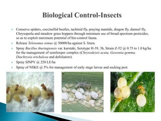 Conserve spiders, coccinellid beetles, tachinid fly, praying mantids, dragon fly, damsel fly,
Chrysoperla and meadow grass hoppers through minimum use of broad spectrum pesticides,
so as to exploit maximum potential of bio-control fauna.
 Release Telenomus remus @ 50000/ha against S. litura.
 Spray Bacillus thuringiensis var. kurstaki, Serotype H-39, 3b, Strain Z-52 @ 0.75 to 1.0 kg/ha
for the management of semilooper complex (Chrysodeixis acuta, Gessonia gemma,
Diachrysia orichalcea and defoliators).
 Spray SlNPV @ 250 LE/ha
 Spray of NSKE @ 5% for management of early stage larvae and sucking pest.
 
