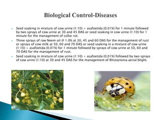  Seed soaking in mixture of cow urine (1:10) + asafoetida (0.01%) for 1 minute followed
by two sprays of cow urine at 30 and 45 DAS or seed soaking in cow urine (1:10) for 1
minute for the management of collar rot.
 Three sprays of raw Neem oil @ 1.0% at 30, 45 and 60 DAS for the management of rust
or sprays of cow milk at 50, 60 and 70 DAS or seed soaking in a mixture of cow urine
(1:10) + asafoetida (0.01%) for 1 minute followed by sprays of cow urine at 50, 60 and
70 DAS for the management of rust.
 Seed soaking in mixture of cow urine (1:10) + asafoetida (0.01%) followed by two sprays
of cow urine (1:10) at 30 and 45 DAS for the management of Rhizoctonia aerial blight.
 