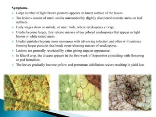 Symptoms-
 Large number of light brown pustules appears on lower surface of the leaves.
 Tan lesions consist of small uredia surrounded by slightly discolored necrotic areas on leaf
surfaces.
 Early stages show an ostiole, or small hole, where uredospores emerge.
 Uredia become larger, they release masses of tan colored uredospores that appear as light
brown or white raised areas.
 Uredial pustules become more numerous with advancing infection and often will coalesce
forming larger pustules that break open releasing masses of uredospores.
 Lesions are generally restricted by veins giving angular appearance.
 In Kharif crop, the disease appears in the first week of September coinciding with flowering
or pod formation.
 The leaves gradually become yellow and premature defoliation occurs resulting in yield loss
 