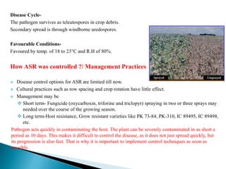 Disease Cycle-
The pathogen survives as teleutospores in crop debris.
Secondary spread is through windborne uredospores.
Favourable Conditions-
Favoured by temp. of 18 to 23°C and R.H of 80%.
How ASR was controlled ?/ Management Practices
 Disease control options for ASR are limited till now.
 Cultural practices such as row spacing and crop rotation have little effect.
 Management may be
 Short term- Fungicide (oxycarboxin, triforine and triclopyr) spraying in two or three sprays may
needed over the course of the growing season.
 Long term-Host resistance, Grow resistant varieties like PK 73-84, PK-310, IC 89495, IC 89498,
etc.
Pathogen acts quickly in contaminating the host. The plant can be severely contaminated in as short a
period as 10 days. This makes it difficult to control the disease, as it does not just spread quickly, but
its progression is also fast. That is why it is important to implement control techniques as soon as
possible.
 