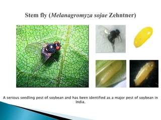 A serious seedling pest of soybean and has been identified as a major pest of soybean in
India.
 